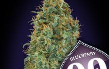 Blueberry by 00 Seeds