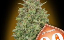 00 Skunk by 00 Seeds