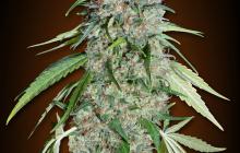 Chocolate Skunk CBD by 00 Seeds