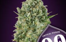 Critical Poison by 00 Seeds