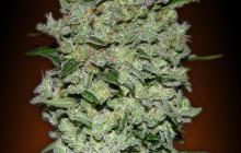 Auto Bio Diesel Mass by Advanced Seeds