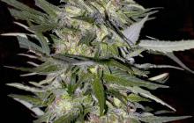 Jack Plant by Advanced Seeds