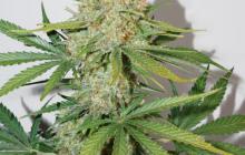 Auto Glueberry O.G.® by Dutch Passion