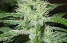 Auto Speed Bud by Female Seeds