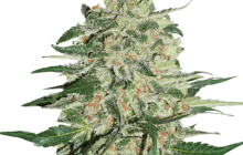 Big Bud Auto by Seed Stockers