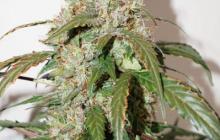 CBD Auto White Widow® by Dutch Passion