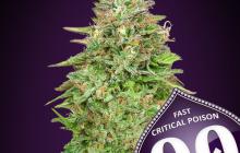 Critical Poison Fast Version by 00 Seeds