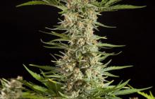 Fraggle Skunk Auto by Philosopher Seeds