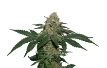 Grandaddy Confidential Kush by Seed Stockers