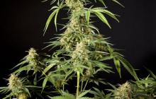 Philo Skunk / Gokunk by Philosopher Seeds