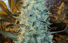 Power Plant feminized by Spliff Seeds