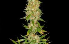 Royal Thai by Spliff Seeds