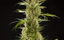 Sugar Pop by Philosopher Seeds