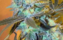 White Widow feminized by Spliff Seeds