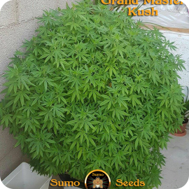 Grand Master Kush by Sumo Seeds